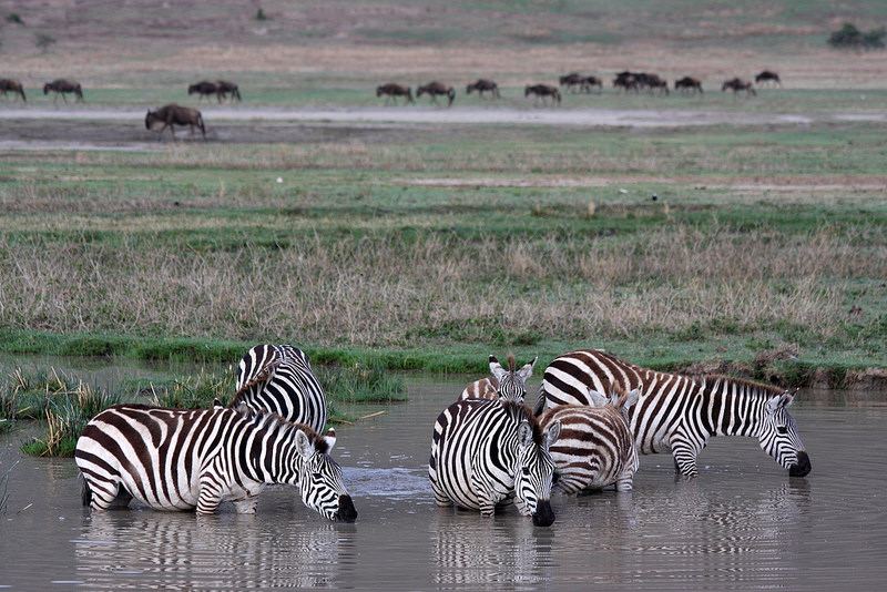 ンゴロンゴロ保全地域の画像7