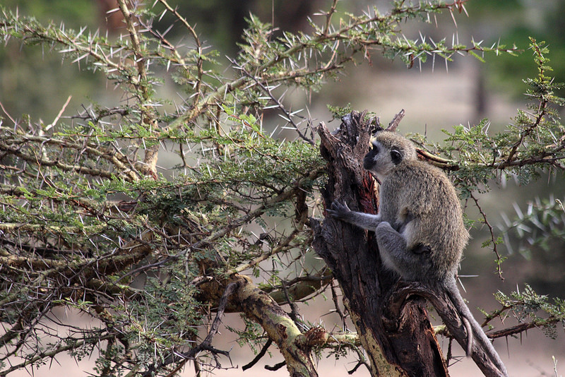 ンゴロンゴロ保全地域の画像8