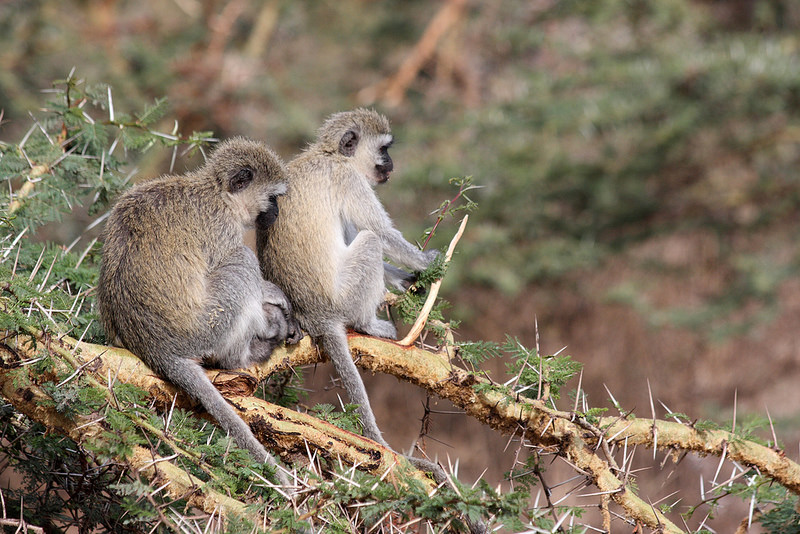 ンゴロンゴロ保全地域の画像10