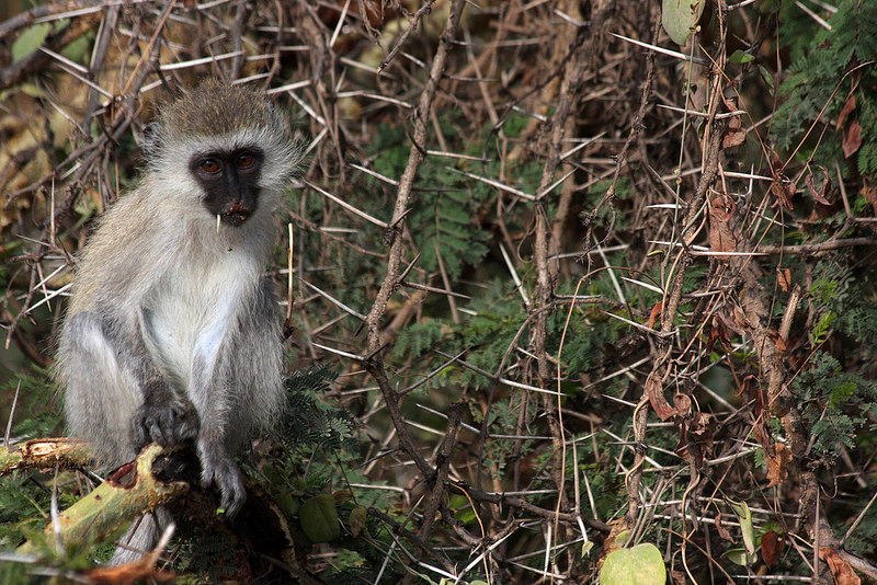 ンゴロンゴロ保全地域の画像11