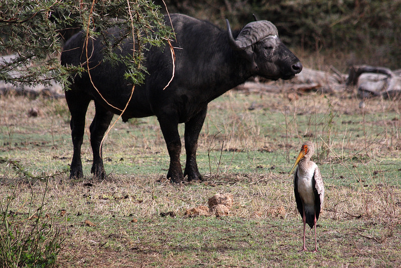 ンゴロンゴロ保全地域の画像12