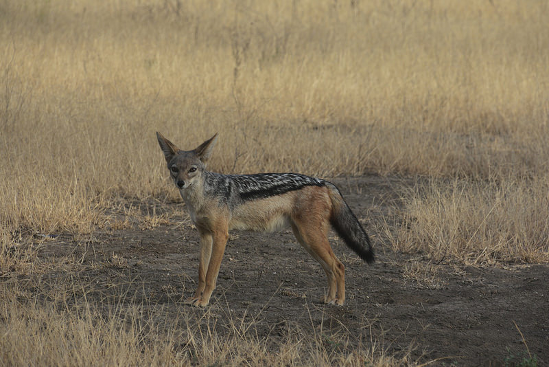 ンゴロンゴロ保全地域の画像20