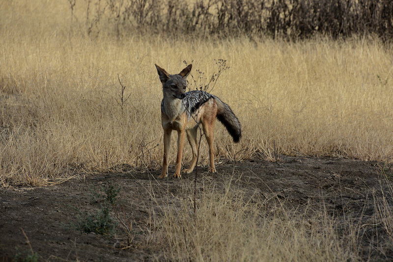 ンゴロンゴロ保全地域の画像22