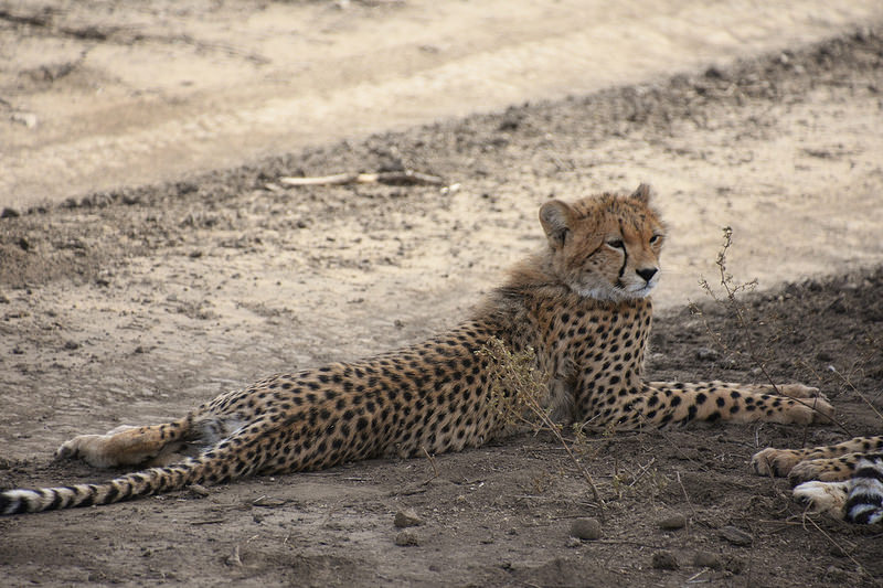 ンゴロンゴロ保全地域の画像23