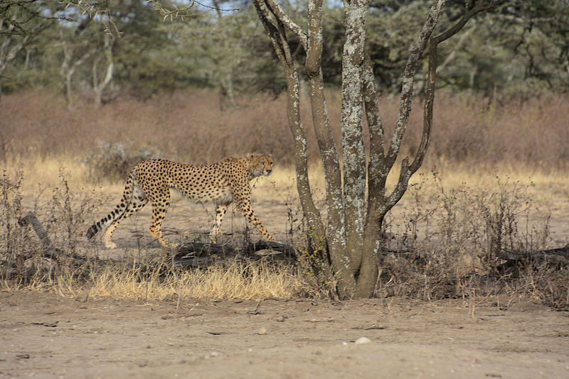 ンゴロンゴロ保全地域の画像25