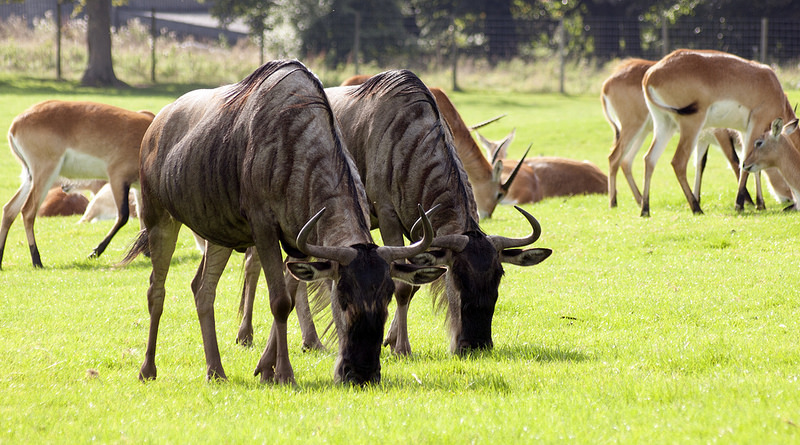 セレンゲティ国立公園の画像20