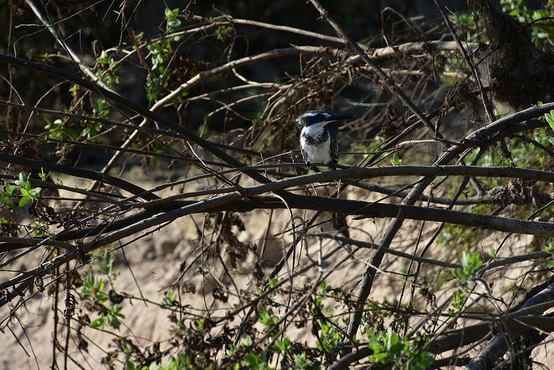 セルー動物保護区の画像3