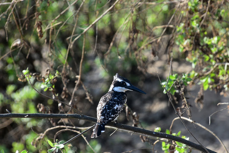 セルー動物保護区の画像4