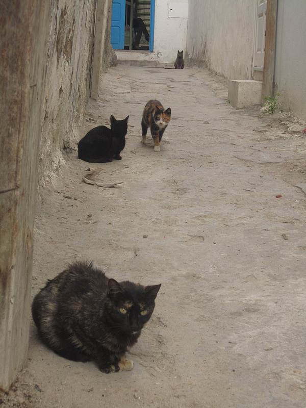 スース旧市街の画像10