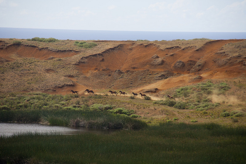 ラパ・ヌイ国立公園の画像8