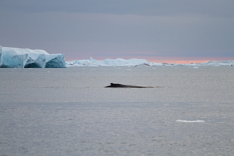 イルリサット・アイスフィヨルドの画像15