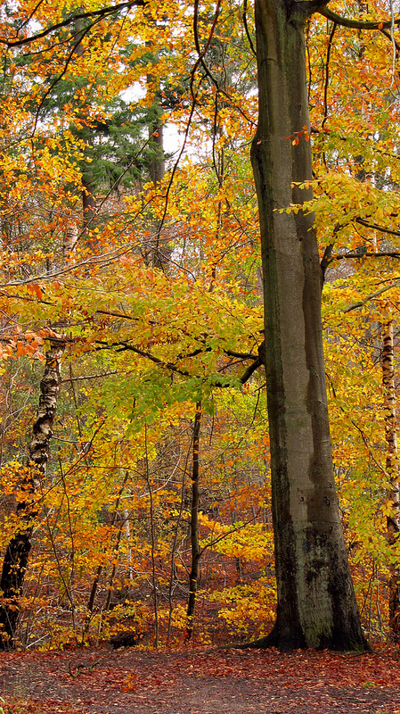 ストア・ディレハーヴェの画像1