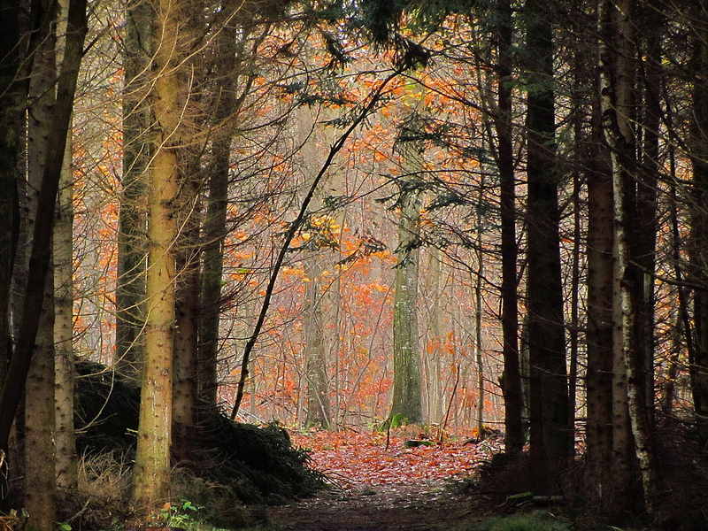 ストア・ディレハーヴェの画像3