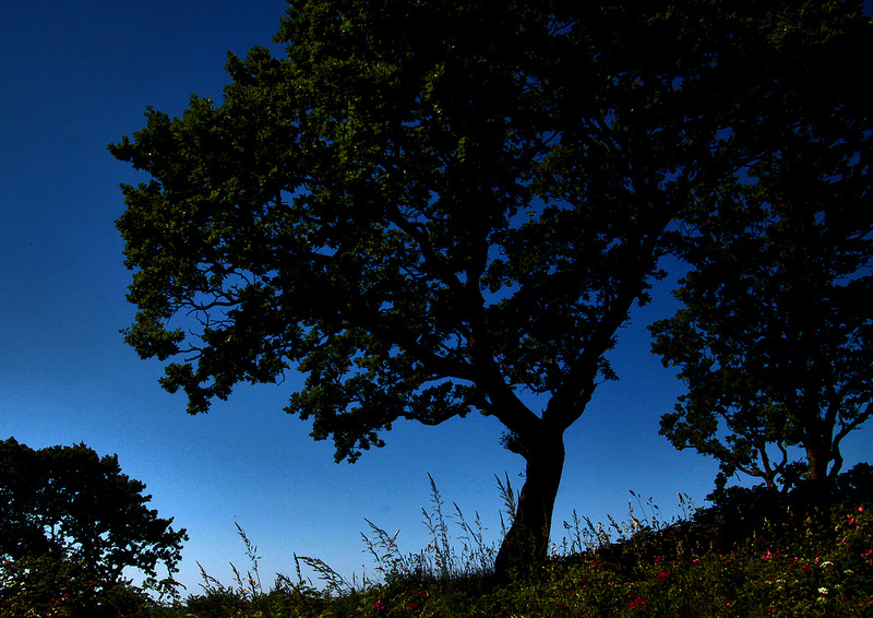 シェラン島北部のパル・フォルス狩猟景観の画像8
