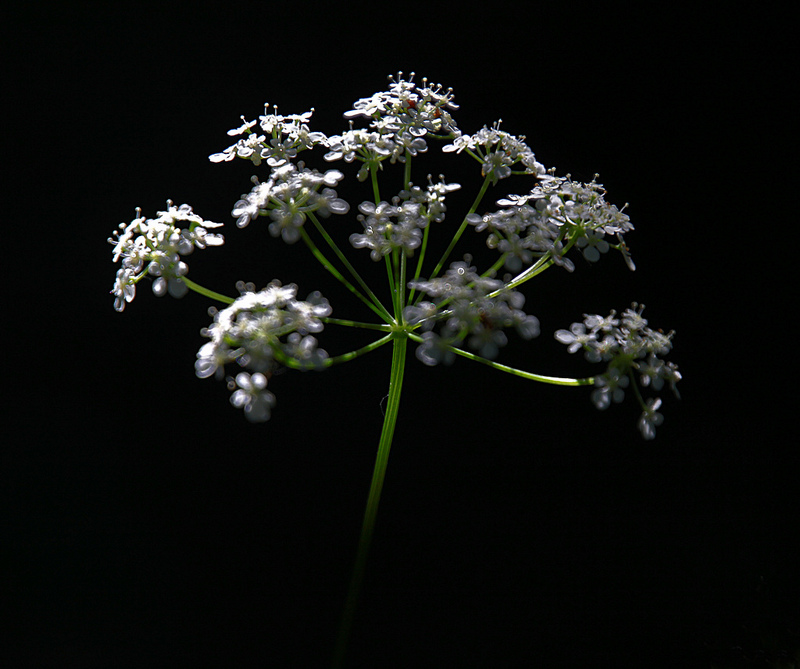 シェラン島北部のパル・フォルス狩猟景観の画像13