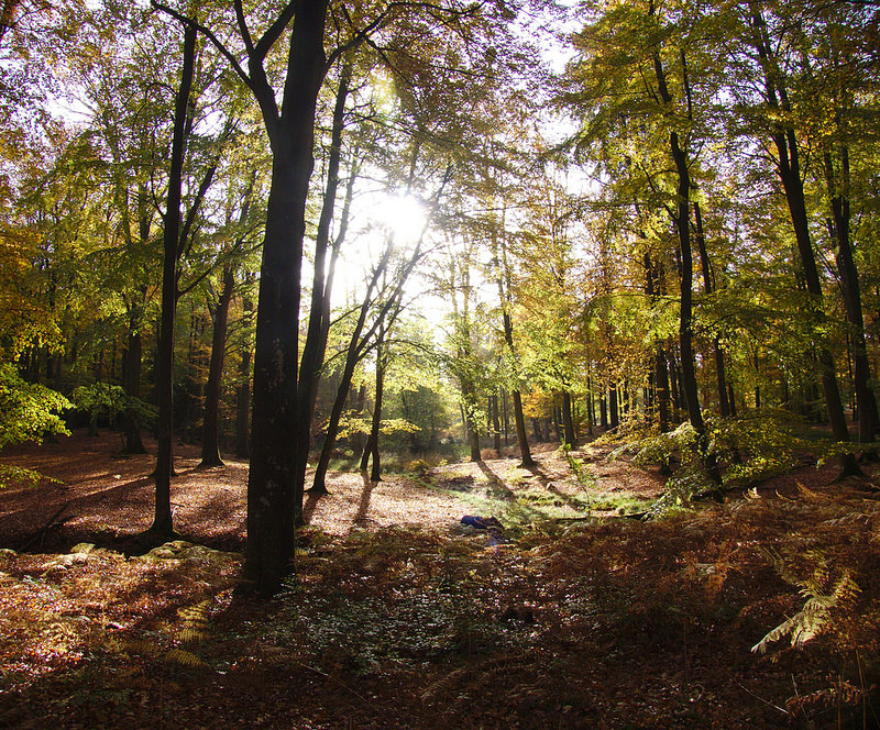 シェラン島北部のパル・フォルス狩猟景観の画像14
