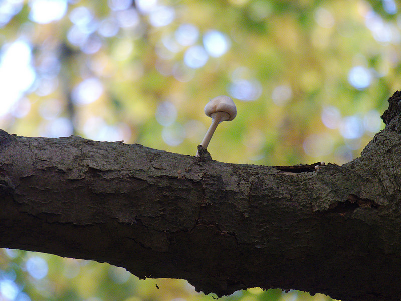 シェラン島北部のパル・フォルス狩猟景観の画像15