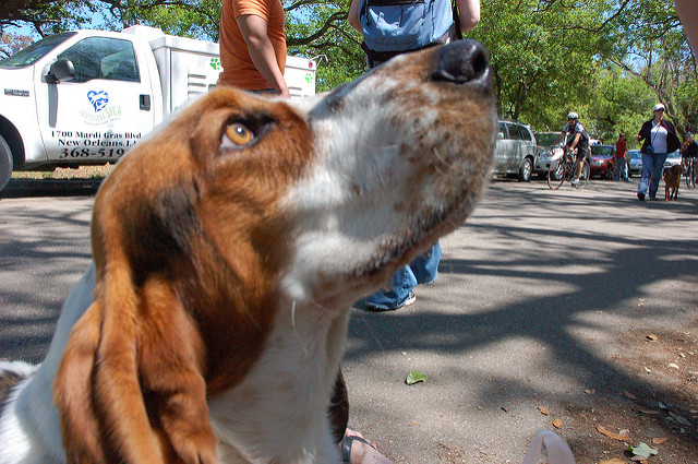 ヴュルツブルクの司教館と庭園群の画像19
