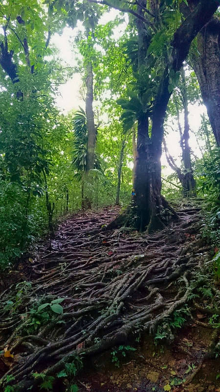 モルヌ・トロワ・ピトン国立公園の画像2