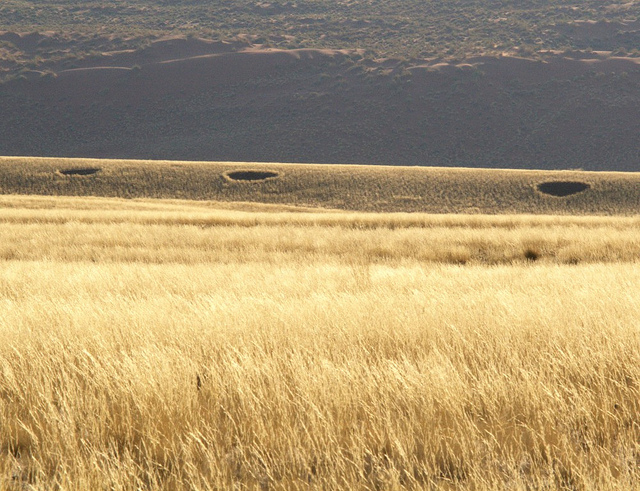 ナミブ砂海の画像13