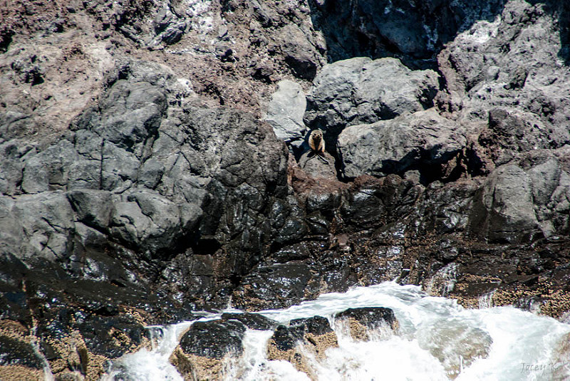 ニュージーランドの亜南極諸島の画像6