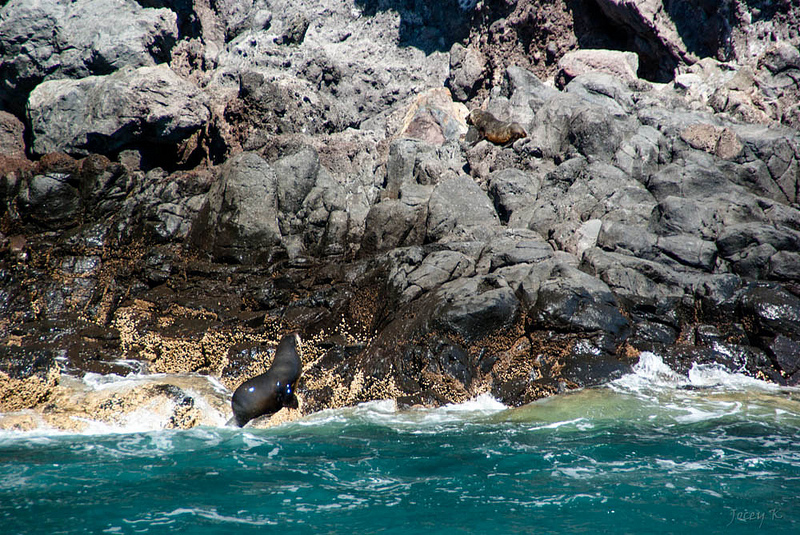 ニュージーランドの亜南極諸島の画像8