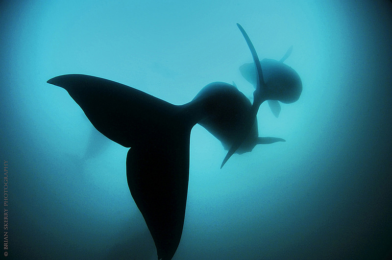 ニュージーランドの亜南極諸島の画像15
