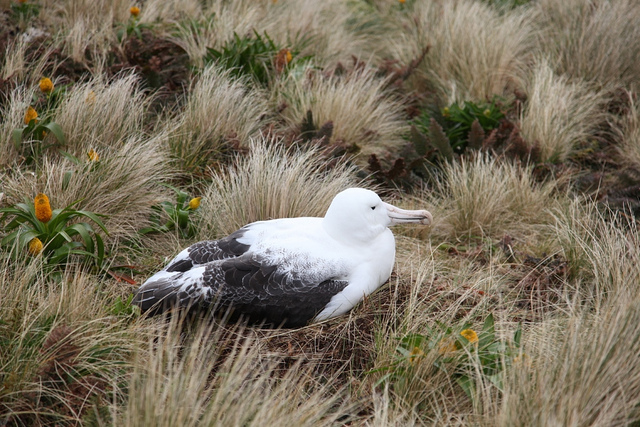 ニュージーランドの亜南極諸島の画像21