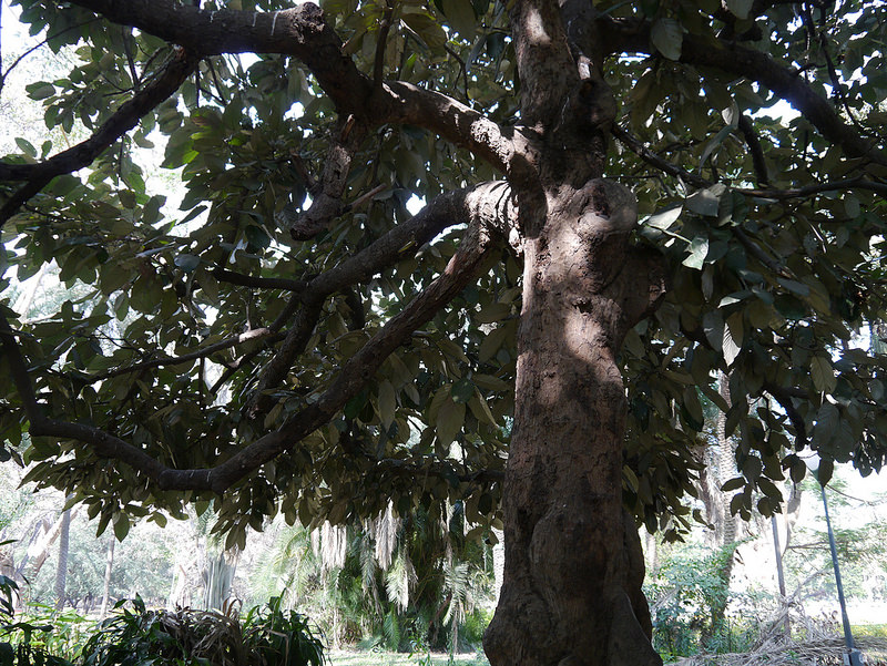 シュンドルボンの画像20