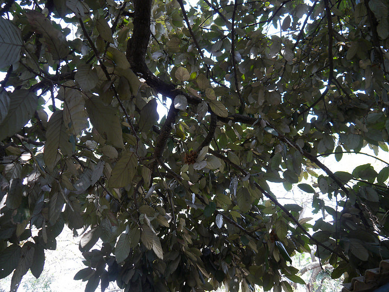 シュンドルボンの画像22