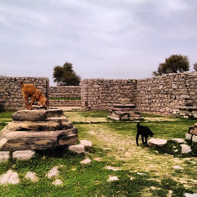 タキシラの画像10