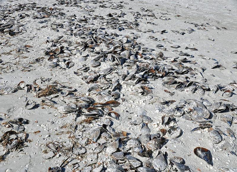 ロック・アイランドと南部ラグーンの画像6