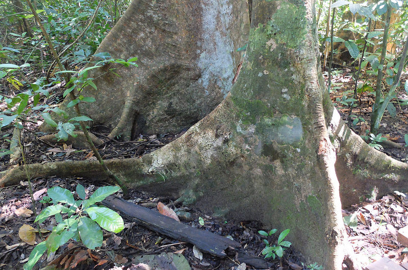 プエルト・プリンセサ地下河川国立公園の画像12