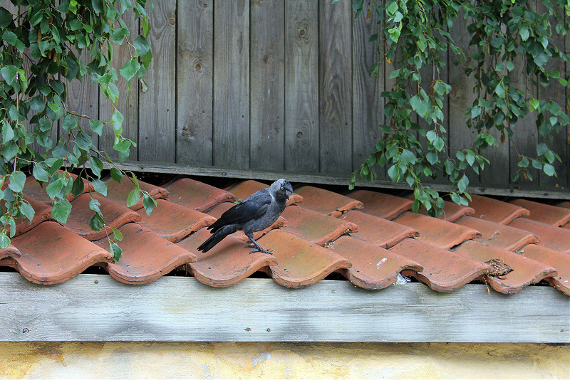 ラウマ旧市街の画像9