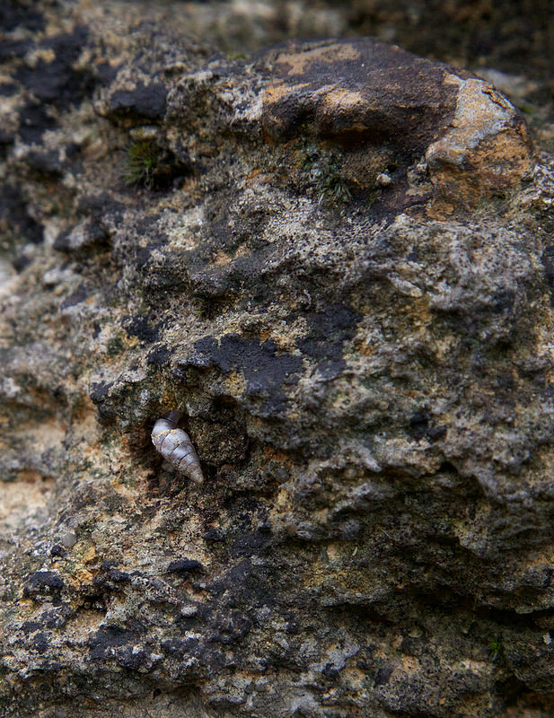 ポン・デュ・ガール（ローマの水道橋）の画像13