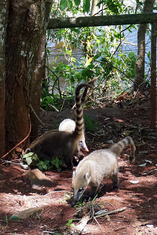 イグアス国立公園の画像4