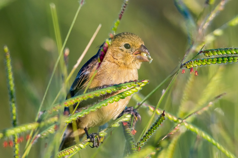 カナイマ国立公園の画像3