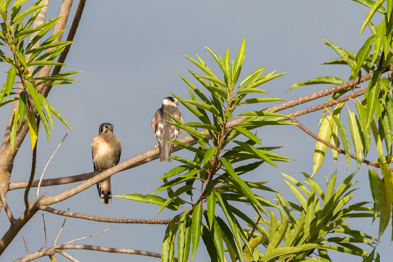 カナイマ国立公園の画像6