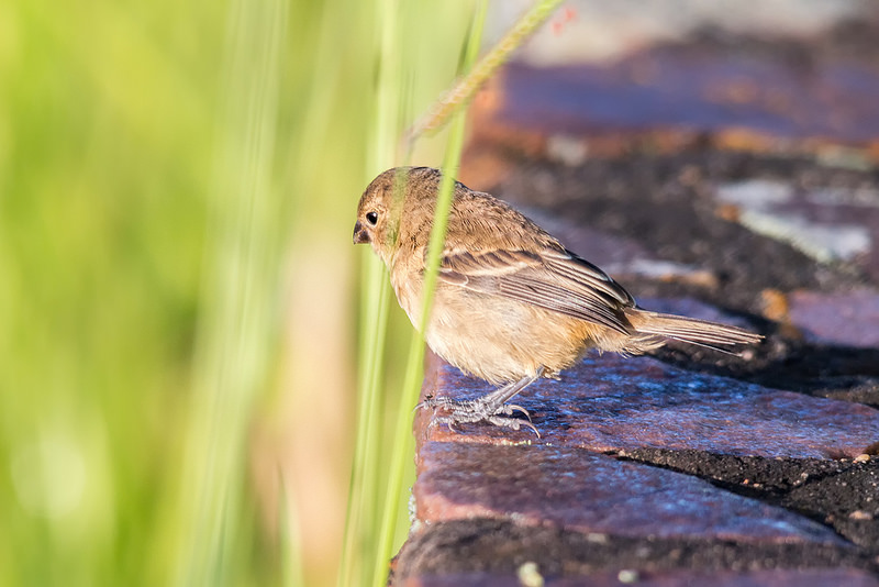 カナイマ国立公園の画像14