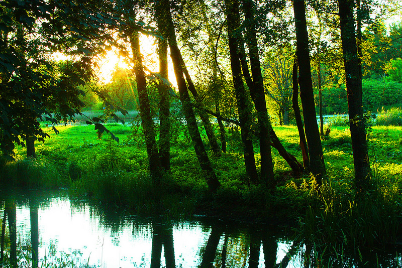 ビャウォヴィエジャの森の画像1