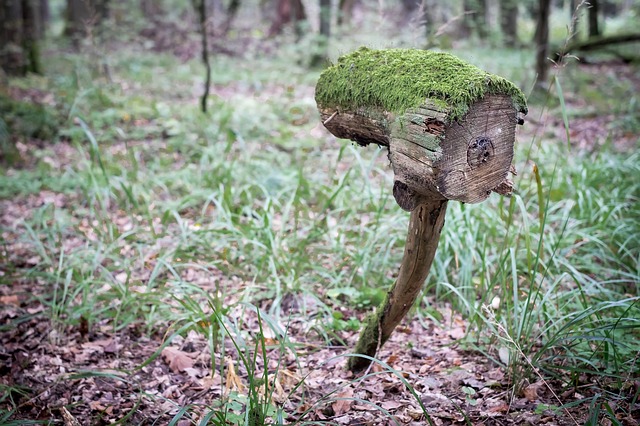 ビャウォヴィエジャの森の画像3