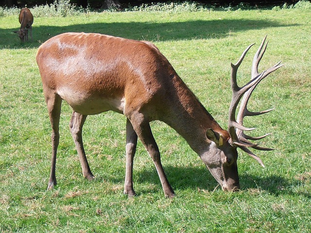 ビャウォヴィエジャの森の画像6