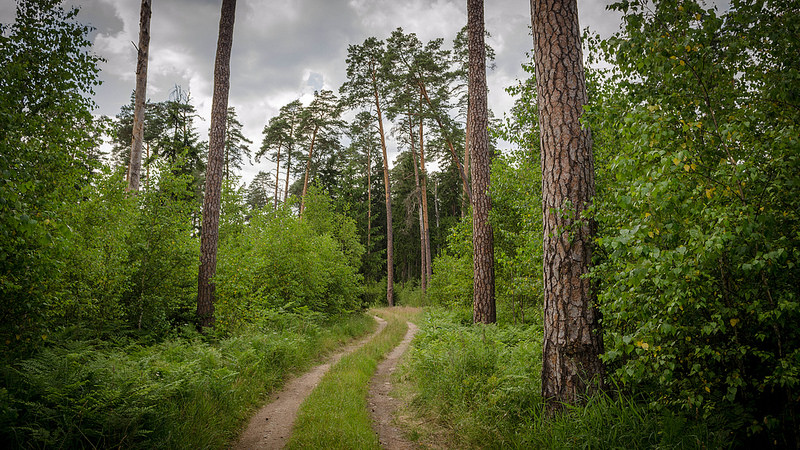 ビャウォヴィエジャの森の画像17