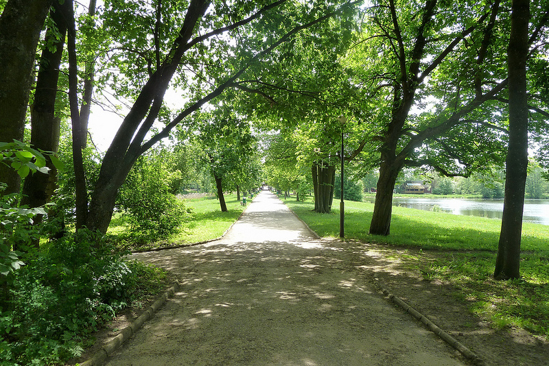 ビャウォヴィエジャの森の画像19