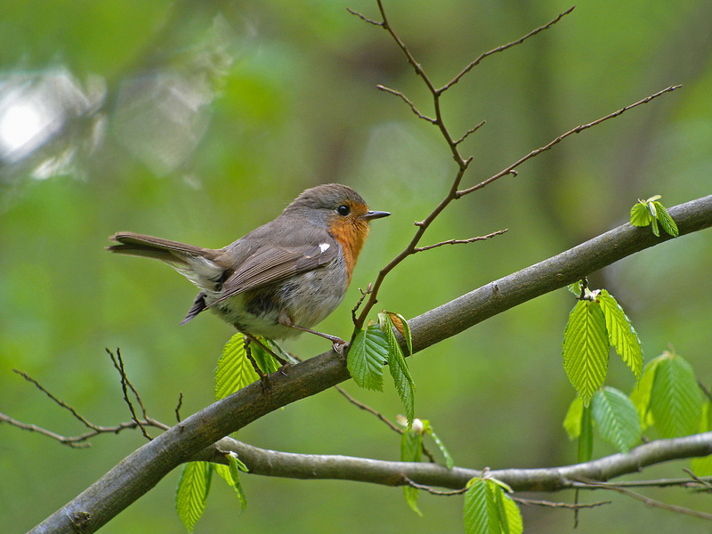 ビャウォヴィエジャの森の画像20