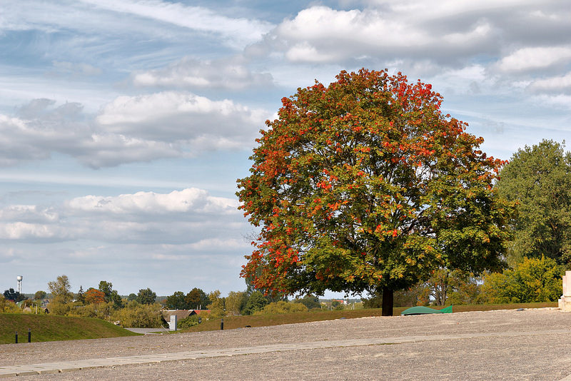 ミール地方の城と関連建物群の画像13