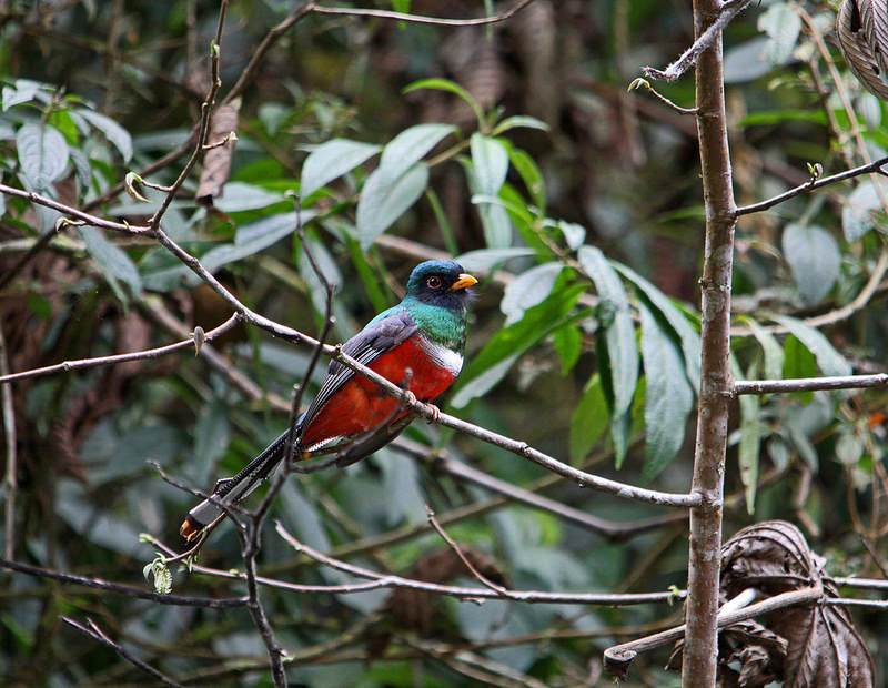 マヌー国立公園の画像7