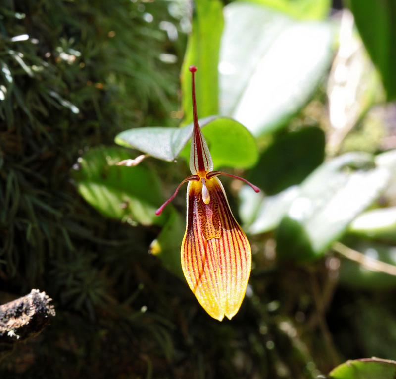 マヌー国立公園の画像16
