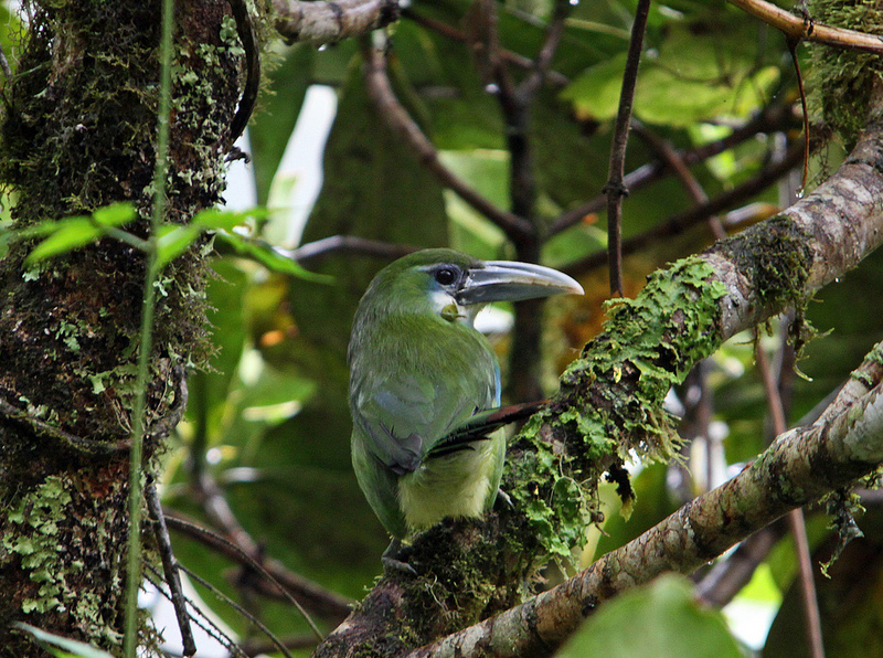 マヌー国立公園の画像21