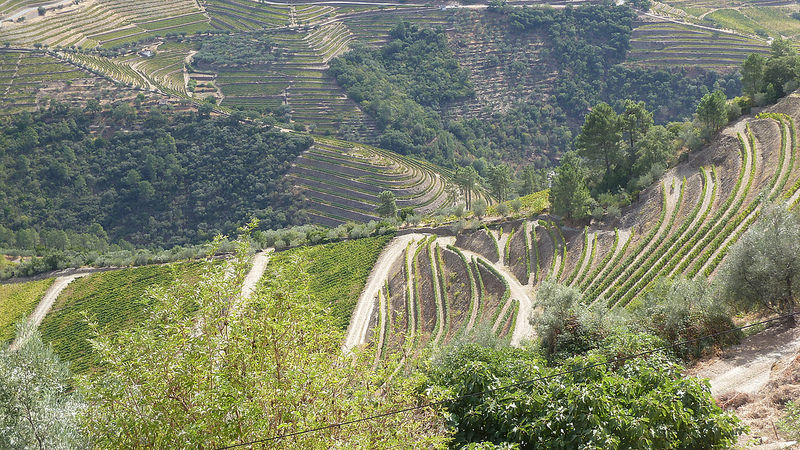 アルト・ドウロ・ワイン生産地域の画像2